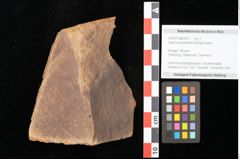 Foto (Objekt + Etikett) von Quercus palaeoilex Ettingshausen (NHMW-GEO-2024-0188-0927)